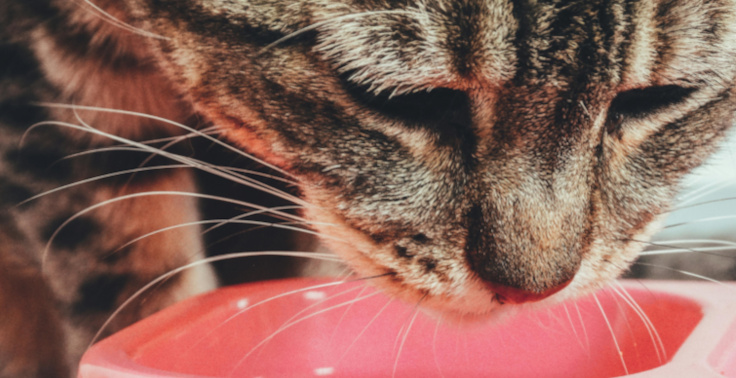 Contented Pets offers home visits to feed and look after your cats.