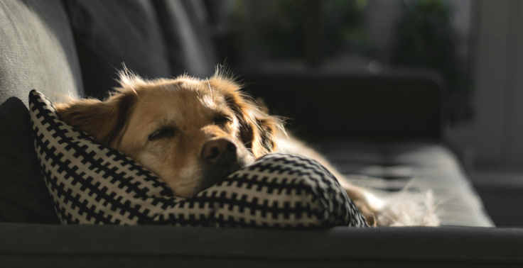 Contented Pets can provide a safe, welcome home-from-home experience for your dog during a holiday.