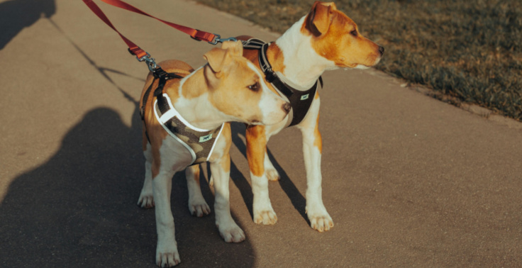 Contented Pets can walk your dog to suit your needs as well as the dogs.