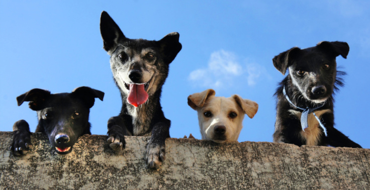 Contented Pets can offer doggy daycare for dogs that need multiple walks or extra attention during your workday.