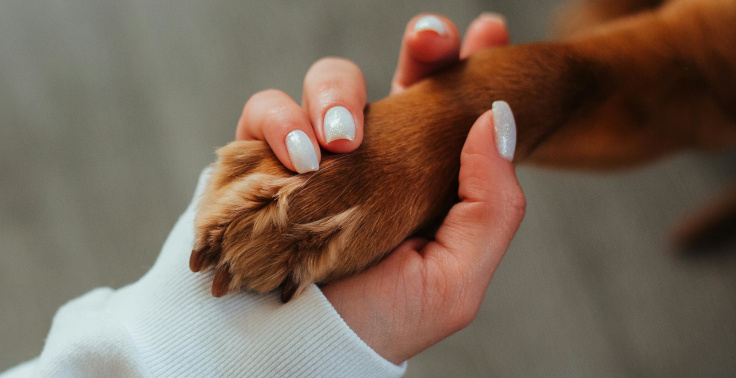 Contented Pets offers a range of pet care services.