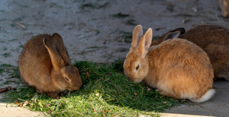 Contented Pets off 